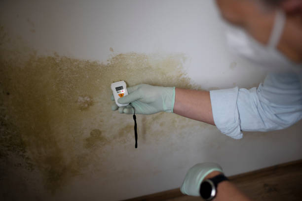 Best Home Mold Removal  in Marianna, FL
