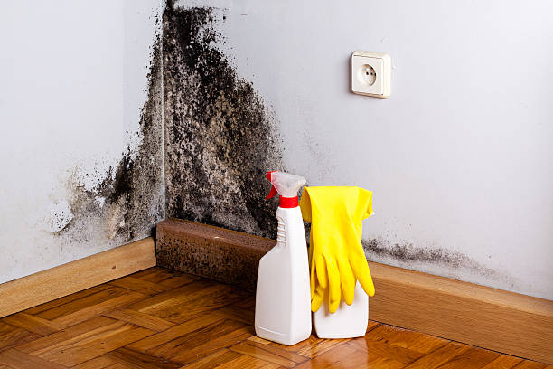 Best Office Mold Removal Services  in Marianna, FL