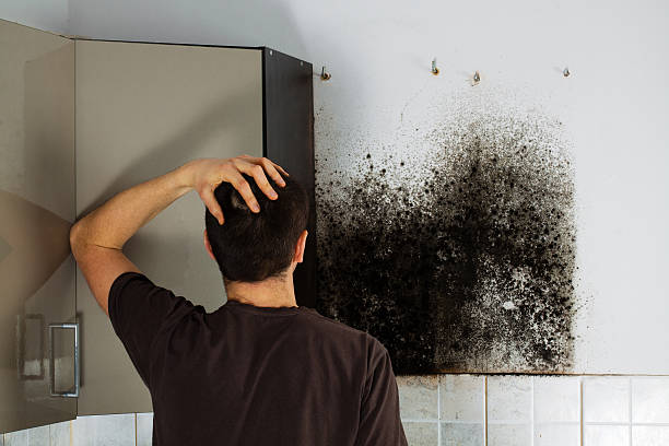 Best Residential Mold Removal  in Marianna, FL