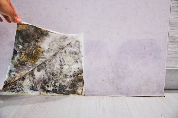 Best Emergency Mold Removal  in Marianna, FL